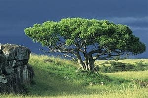 A SÍNDROME DA FIGUEIRA FRONDOSA